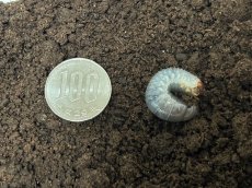 画像2: エレファスゾウカブト幼虫　メキシコ・カテマコ産（累代CBF2　2024/5月割出し） (2)