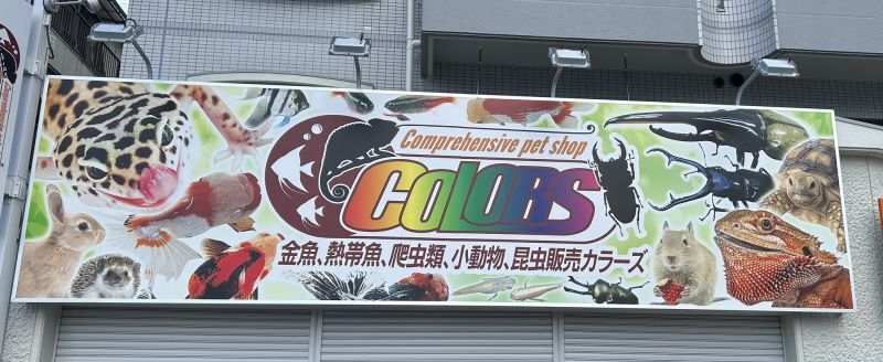 ペットショップ COLORS 藤井寺店 オープンまであと2日‼️