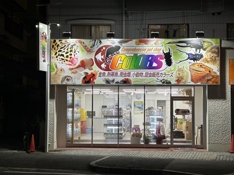 ペットショップ COLORS 藤井寺店 明日オープンです!!