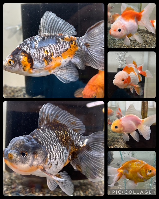 🐟新入荷金魚のご紹介 ＆ お迎えありがとうございました🐟